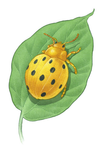 Mexican Bean Beetle: Organic Control Methods